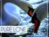 Pure Love (2012)