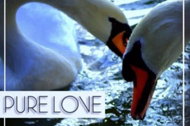 Pure Love (2012)