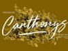 Canthonys Font