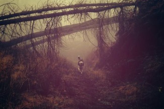 Paradise Walk - Paradise Walk (2014)