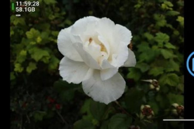 Open Camera v1.49.1