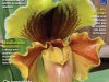 Orquídeas Ed 06