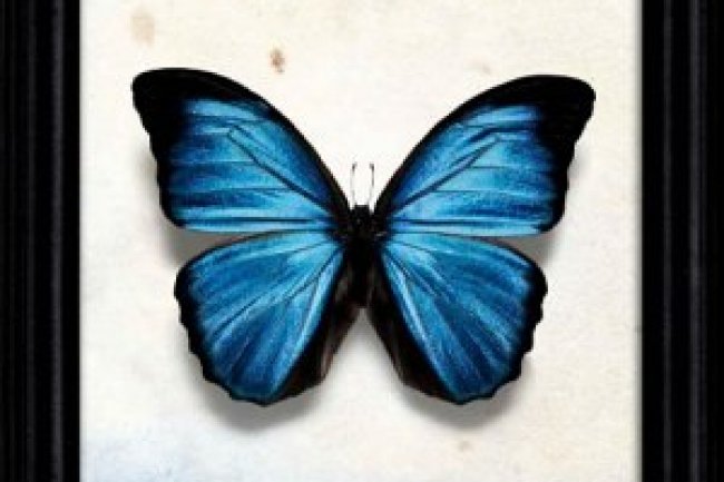 O Colecionador - John Fowles