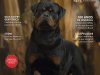 Cães & Cia Ed 496 - Maio 2022