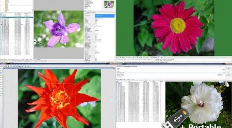 WildBit Viewer 6.11 + Portable