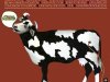 The Plastic Cow - The Plastic Cow Goes Moooooog (1969)