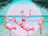 VIQ - Flamingo (2019)