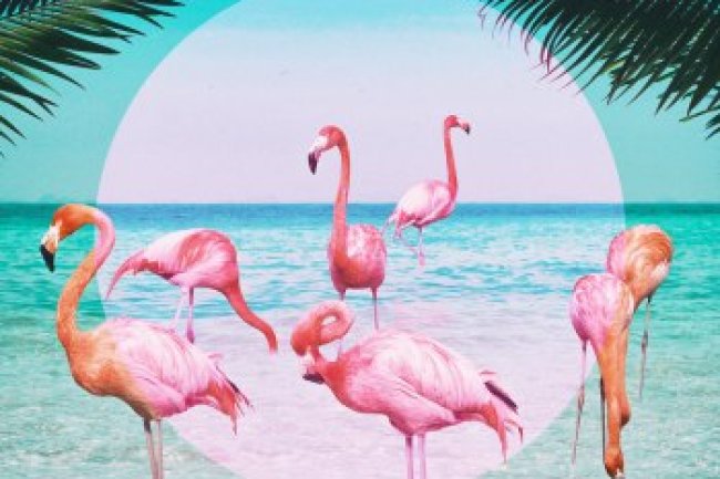 VIQ - Flamingo (2019)