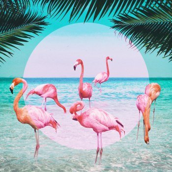 VIQ - Flamingo (2019)