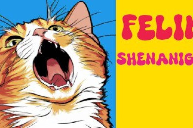 Feline Shenanigans