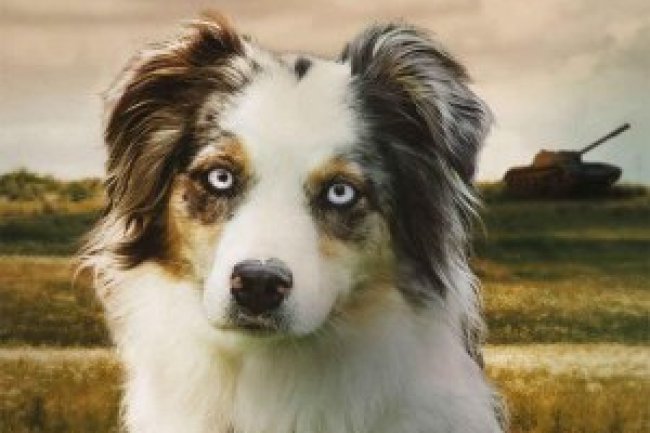 Soldier: Leal Até o Fim - Sam Angus