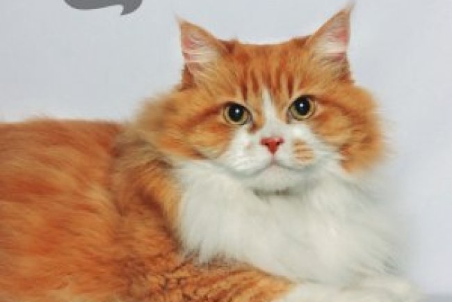 Pulo do Gato - Out/Nov 2024