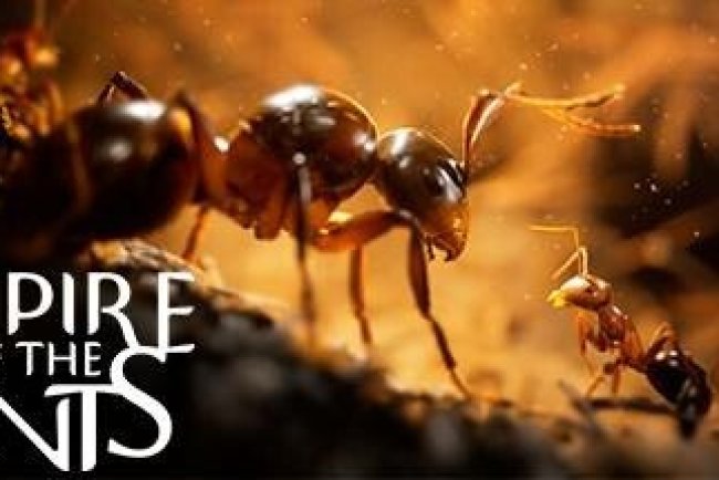Empire of the Ants