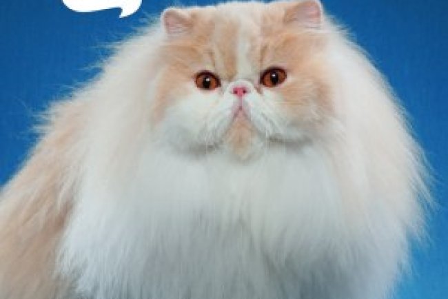 Pulo do Gato - Fev/Mar 2025