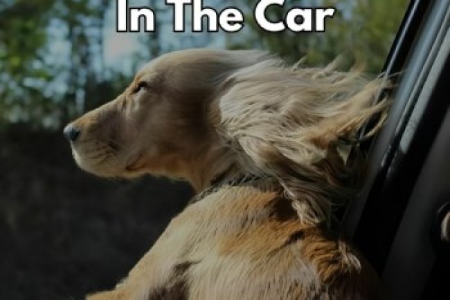 Singing In The Car (2025)