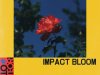 Hello Meteor - Impact Bloom (2025)