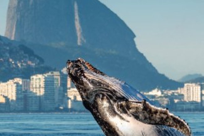 Veja Rio - Julho 2025