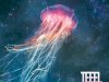 TEEEL - Hydrostatic (2014)